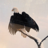 Mangelsen 3 eagles photo