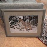mangelsen Coyote