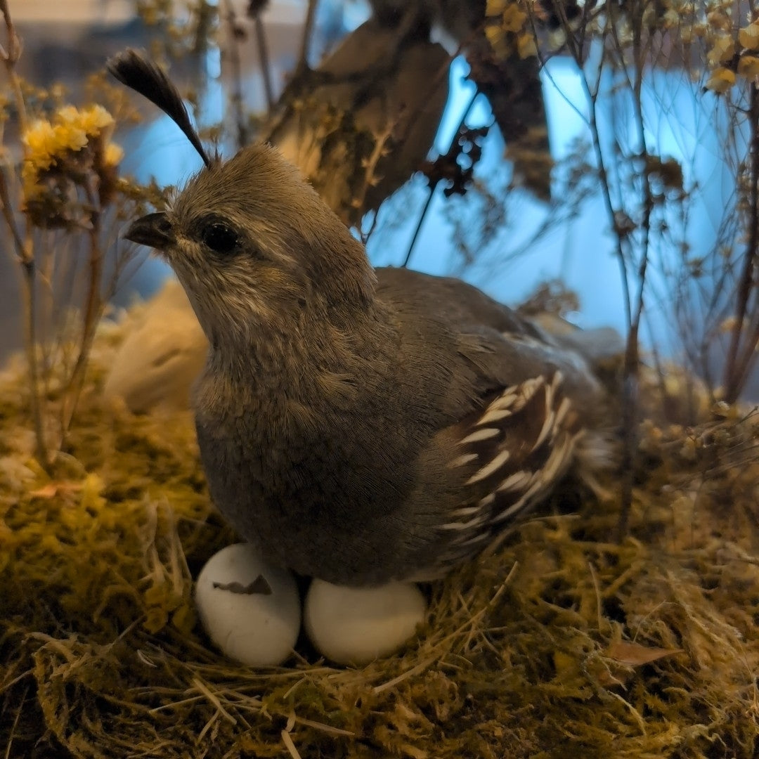 Mount VTG GAMBEL'S QUAIL MALE & FEMALE TAXIDERMY BIRD MOUNT IN DISPLAY CASE