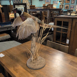 Ring-Necked Pheasant Taxidermy