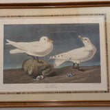 audoubon Ivory gull