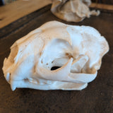 MOUNTAIN LION SKULL LOCAL