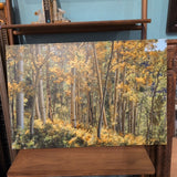 ARTWORK ASPEN TREES IN FALL