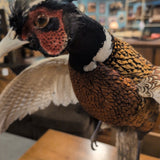 Ring-Necked Pheasant Taxidermy