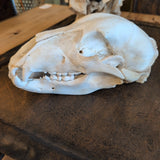 AMERICAN BLACK BEAR SKULL