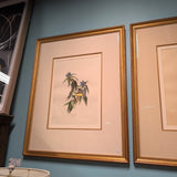 ARTWORK BIRD AUDUBON