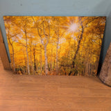 Aspen Trees sunrise in Fall, photo